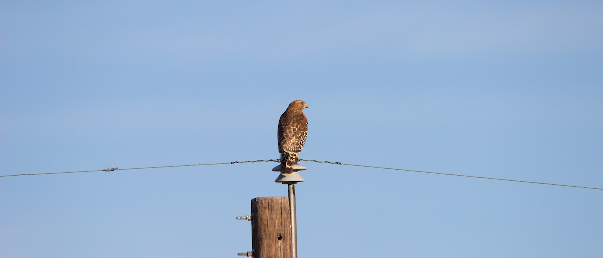 Rotschulterbussard - ML646834105