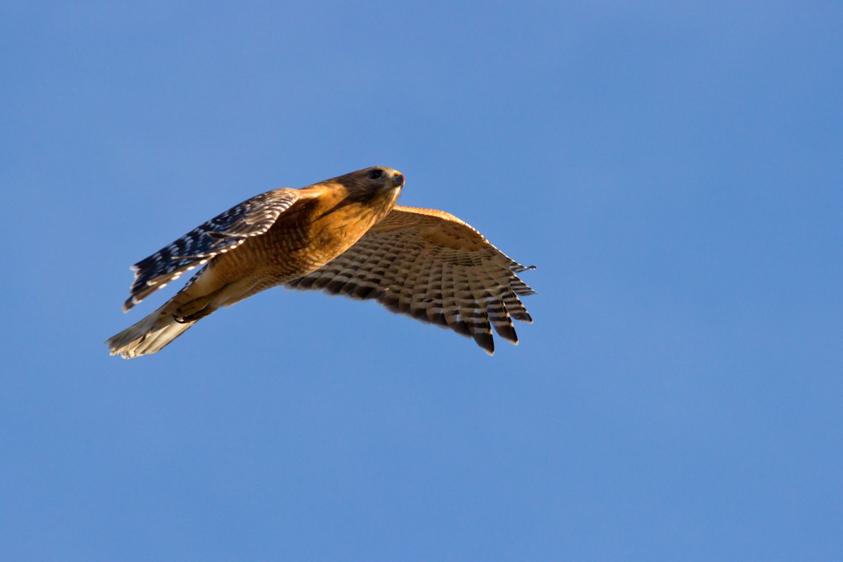 Rotschulterbussard - ML646834106