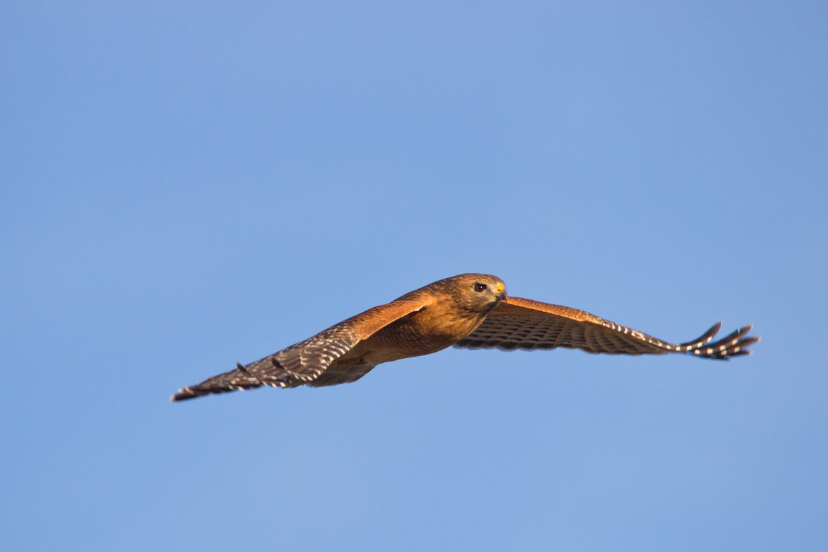 Rotschulterbussard - ML646834107