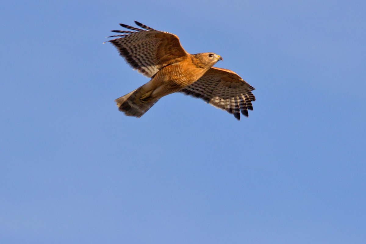 Rotschulterbussard - ML646834108