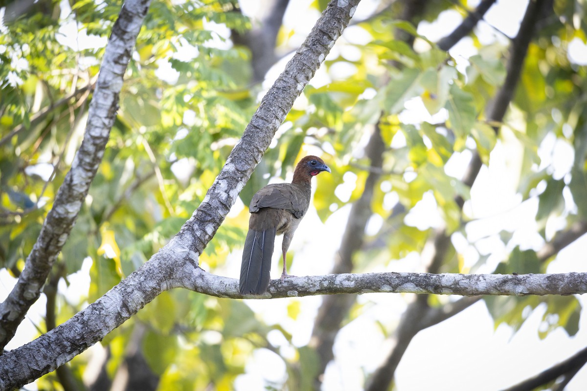 Motmotguan - ML646834114