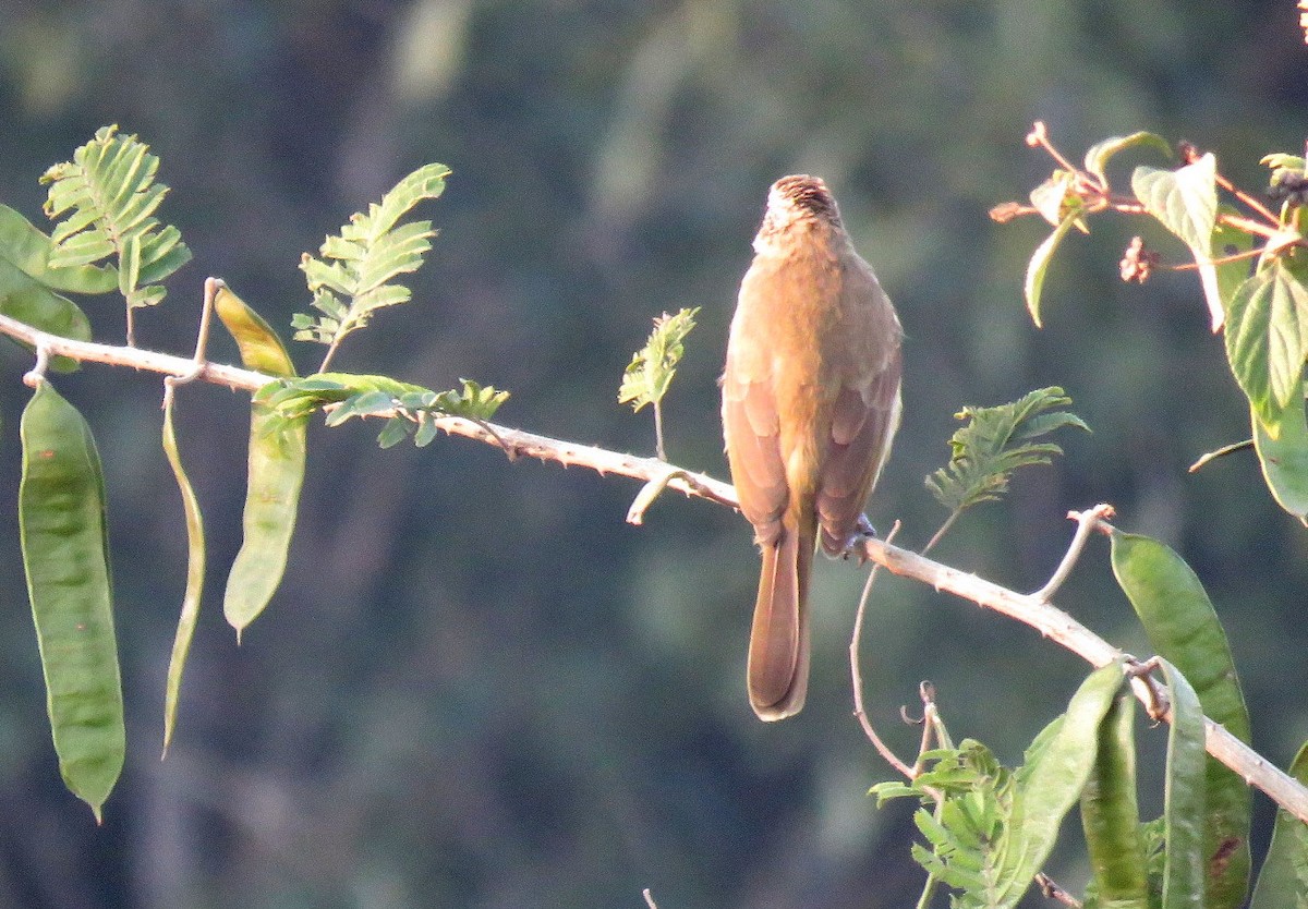 Bulbul à sourcils blancs - ML646834117