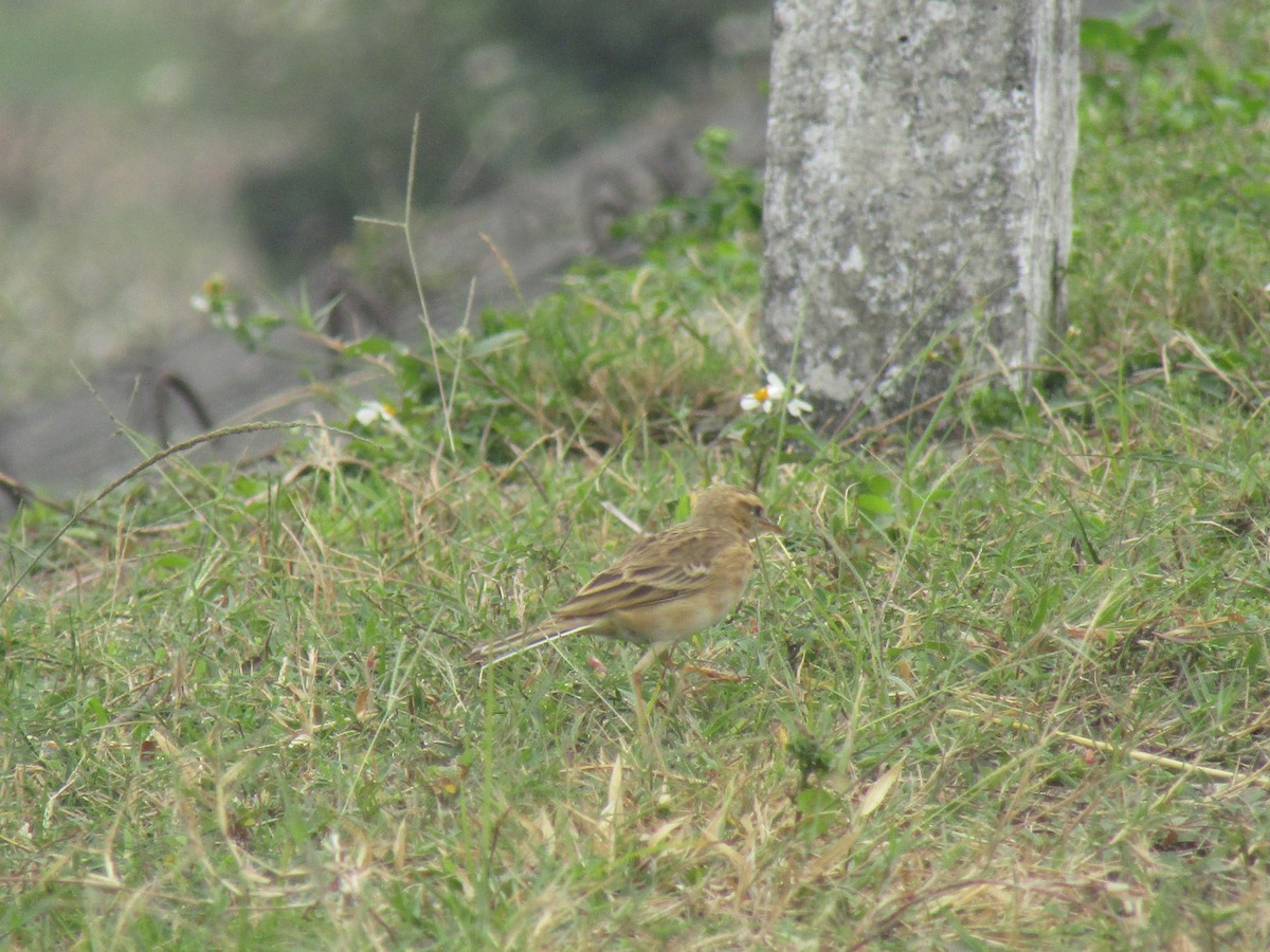 Paddyfield Pipit - ML646834119