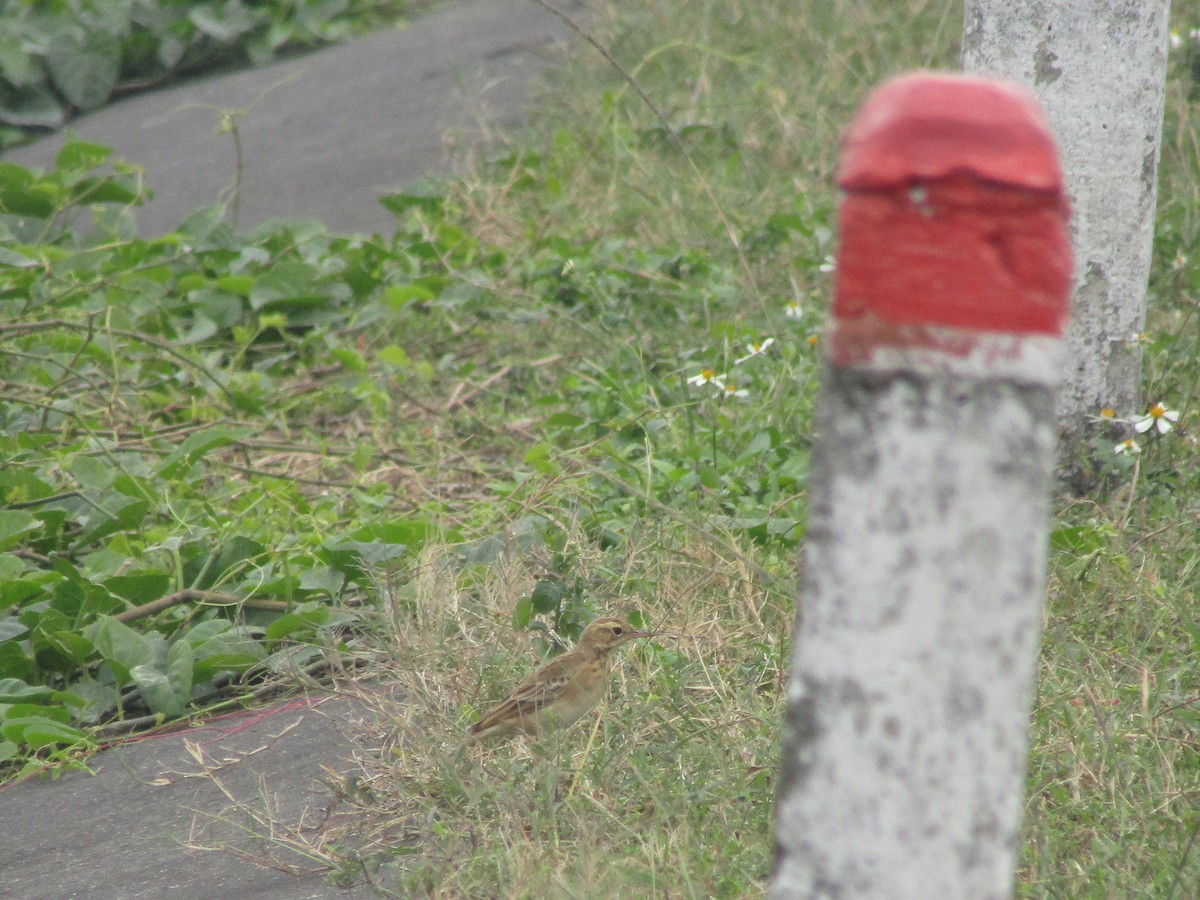 Paddyfield Pipit - ML646834120