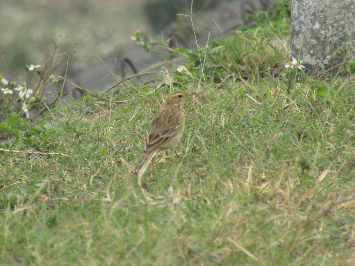 Paddyfield Pipit - ML646834121