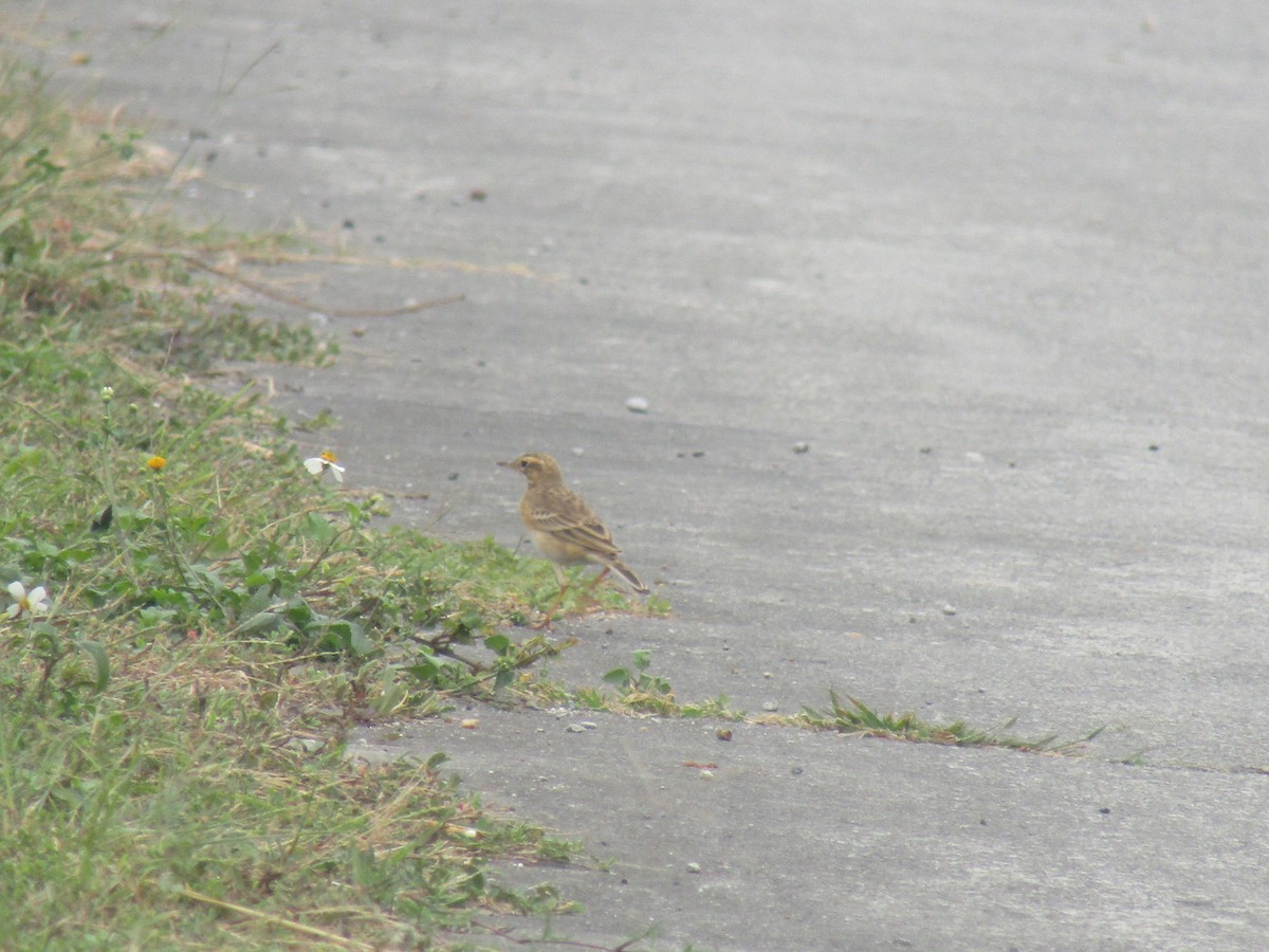 Paddyfield Pipit - ML646834122