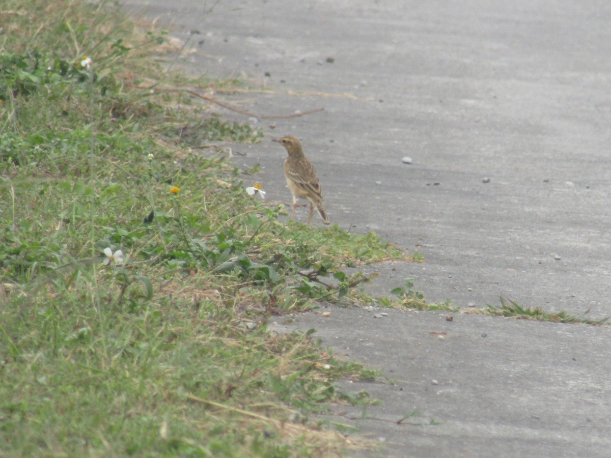 Paddyfield Pipit - ML646834123