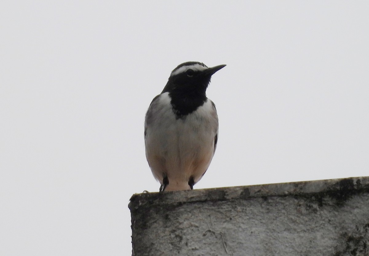 konipas indický - ML646834127