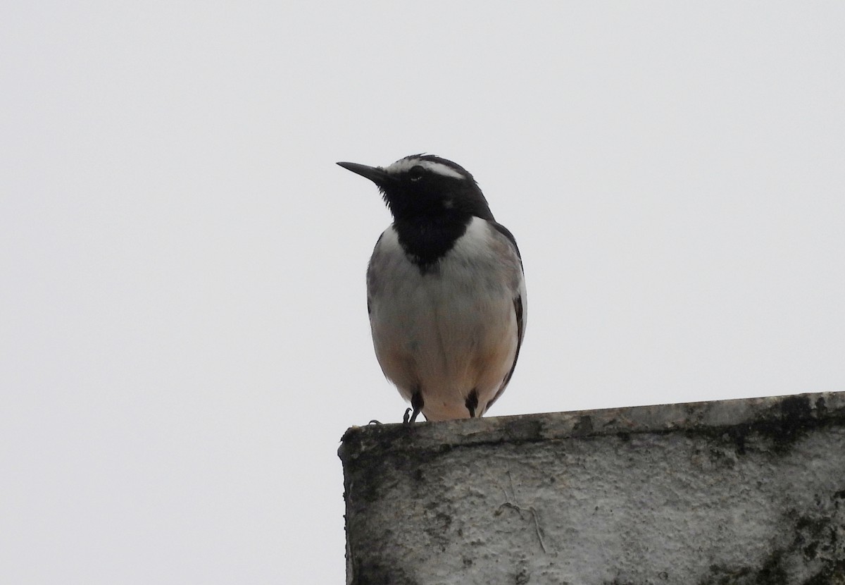 konipas indický - ML646834128