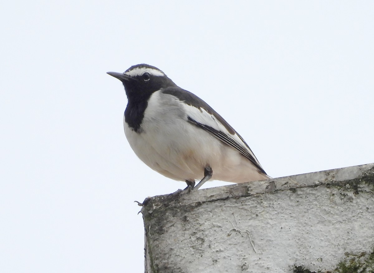 konipas indický - ML646834129