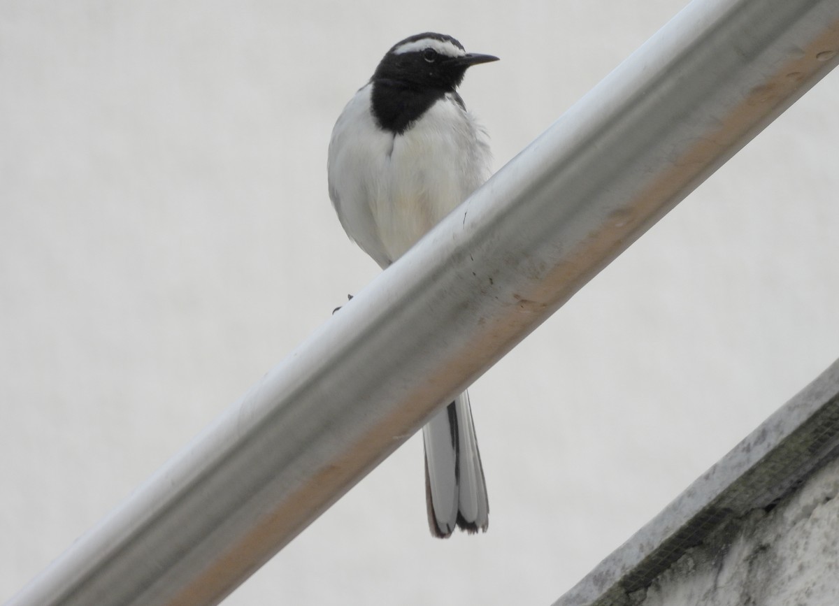 konipas indický - ML646834130