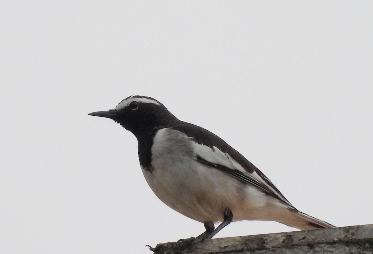 konipas indický - ML646834131