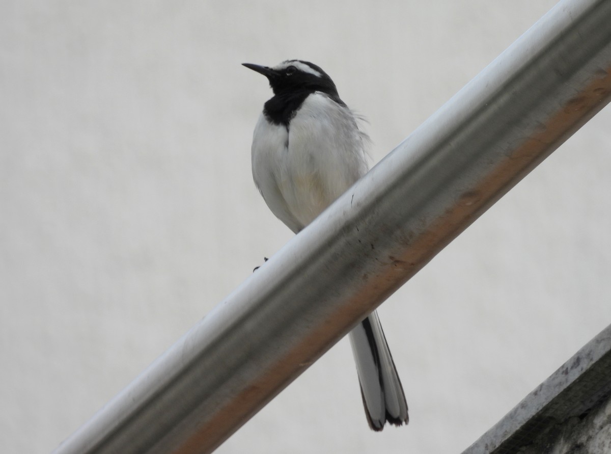 konipas indický - ML646834132