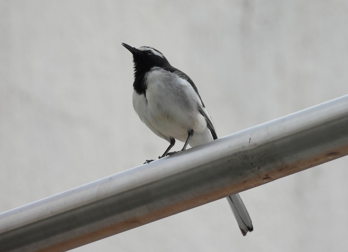 konipas indický - ML646834133