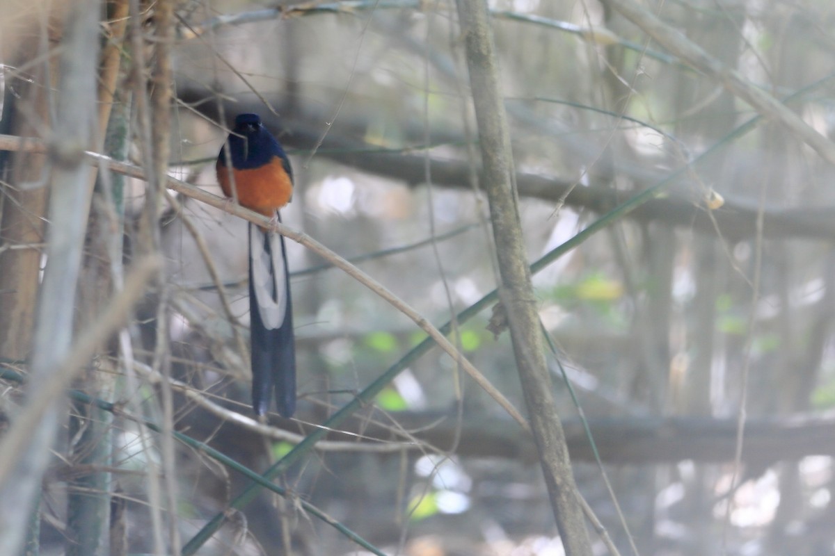 White-rumped Shama - ML646834135