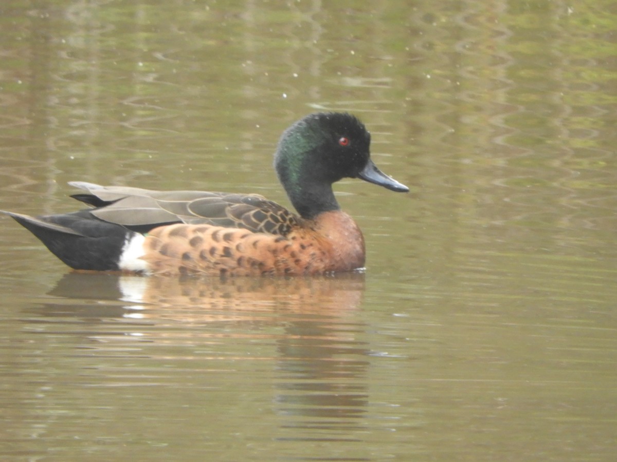 Chestnut Teal - ML646834138