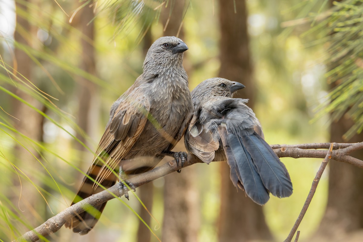 Apostlebird - ML646834139