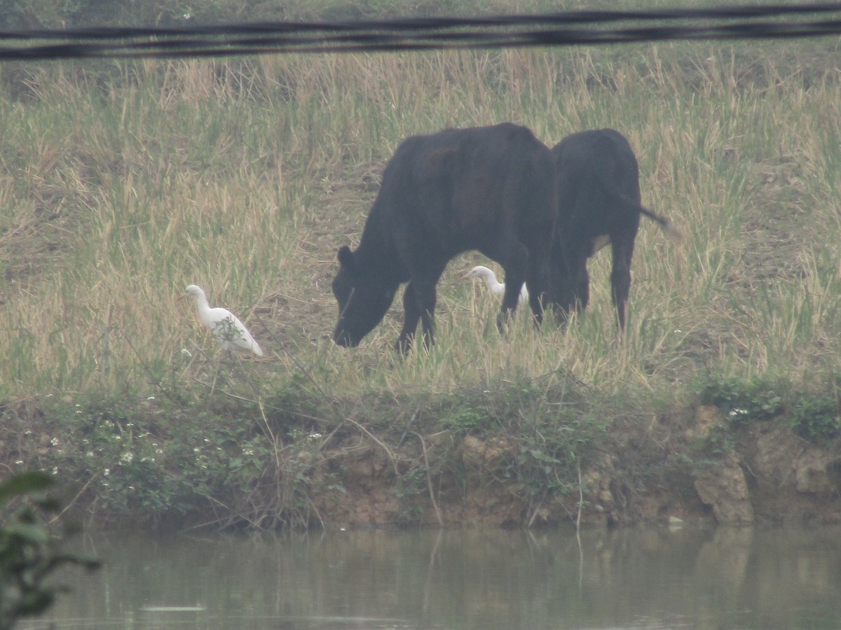 Eastern Cattle-Egret - ML646834140