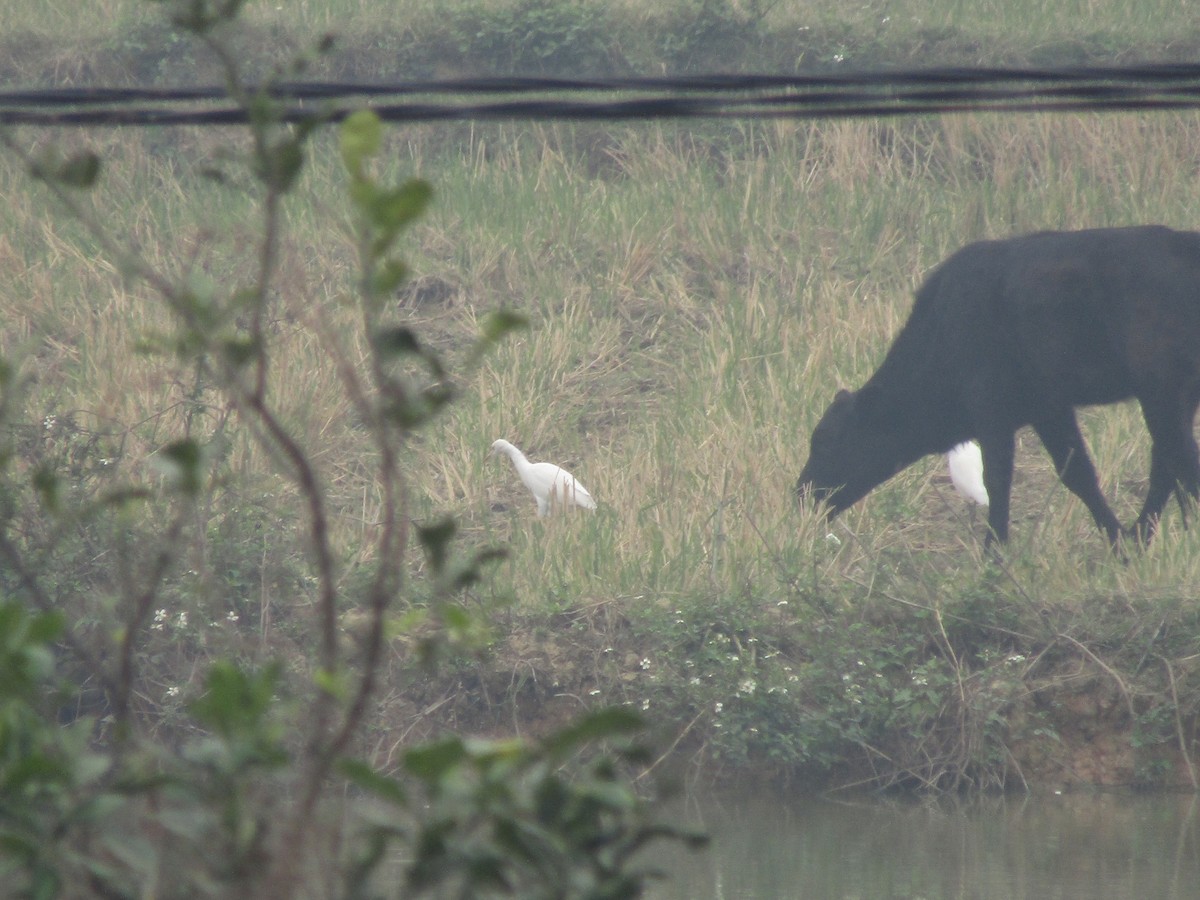 Eastern Cattle-Egret - ML646834141
