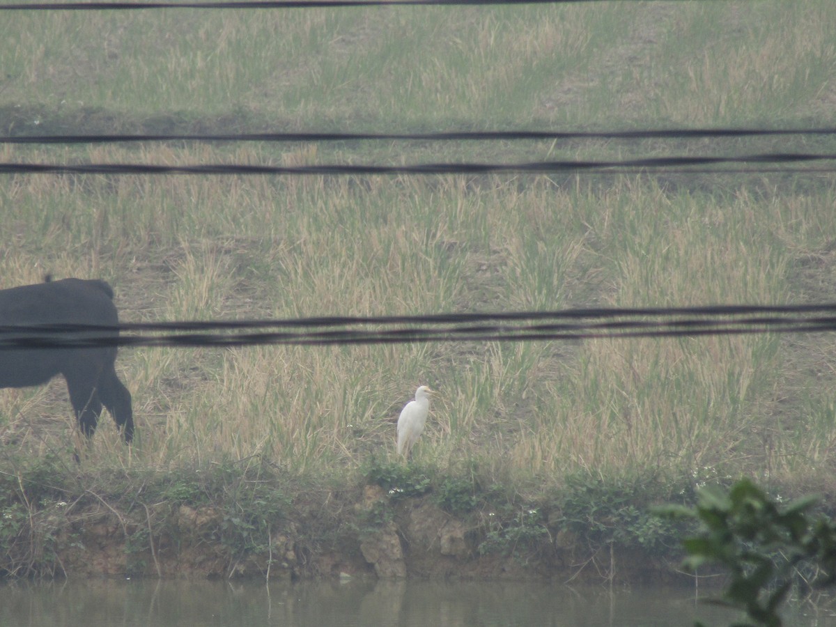 Eastern Cattle-Egret - ML646834142