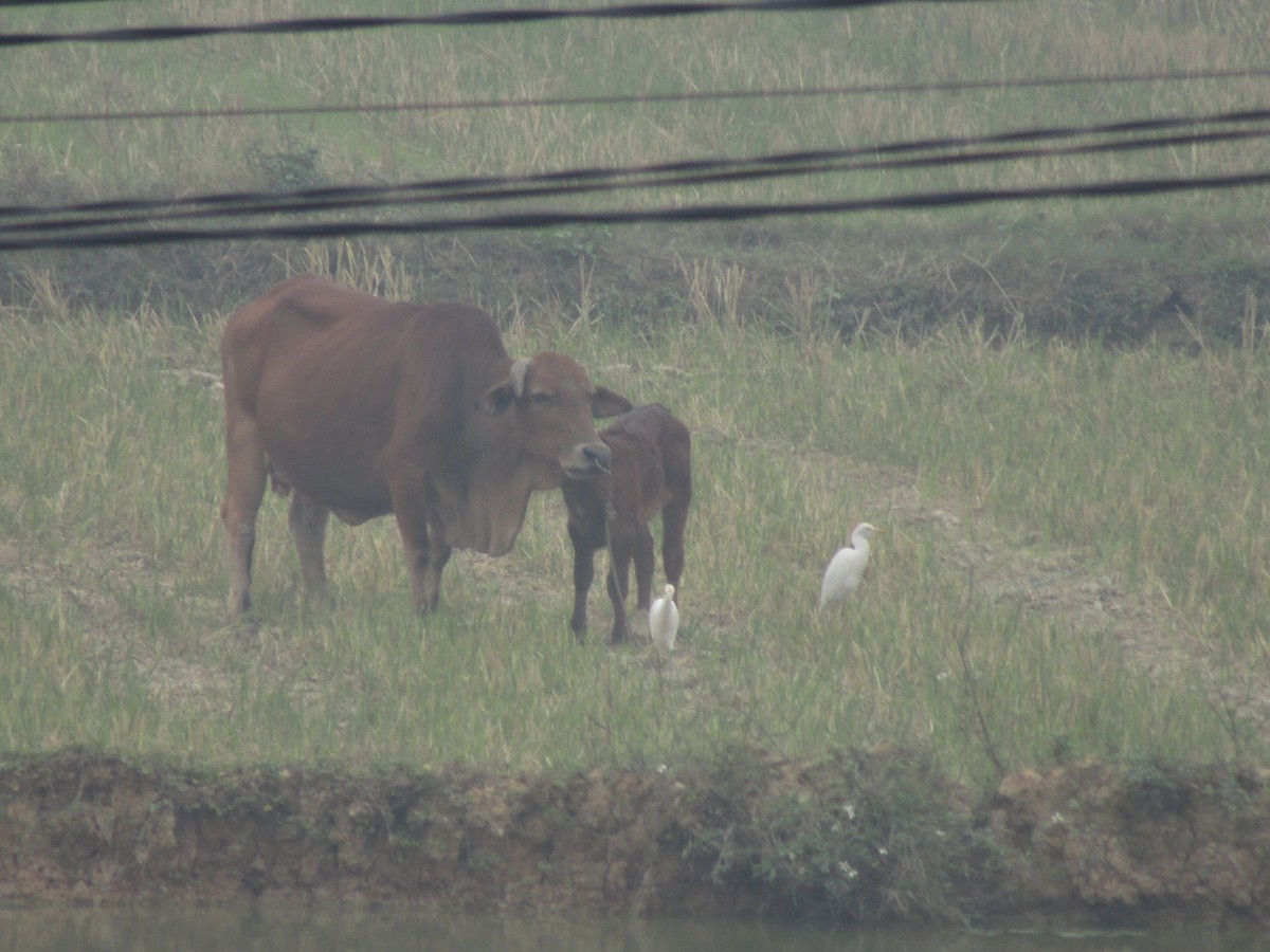 Eastern Cattle-Egret - ML646834143