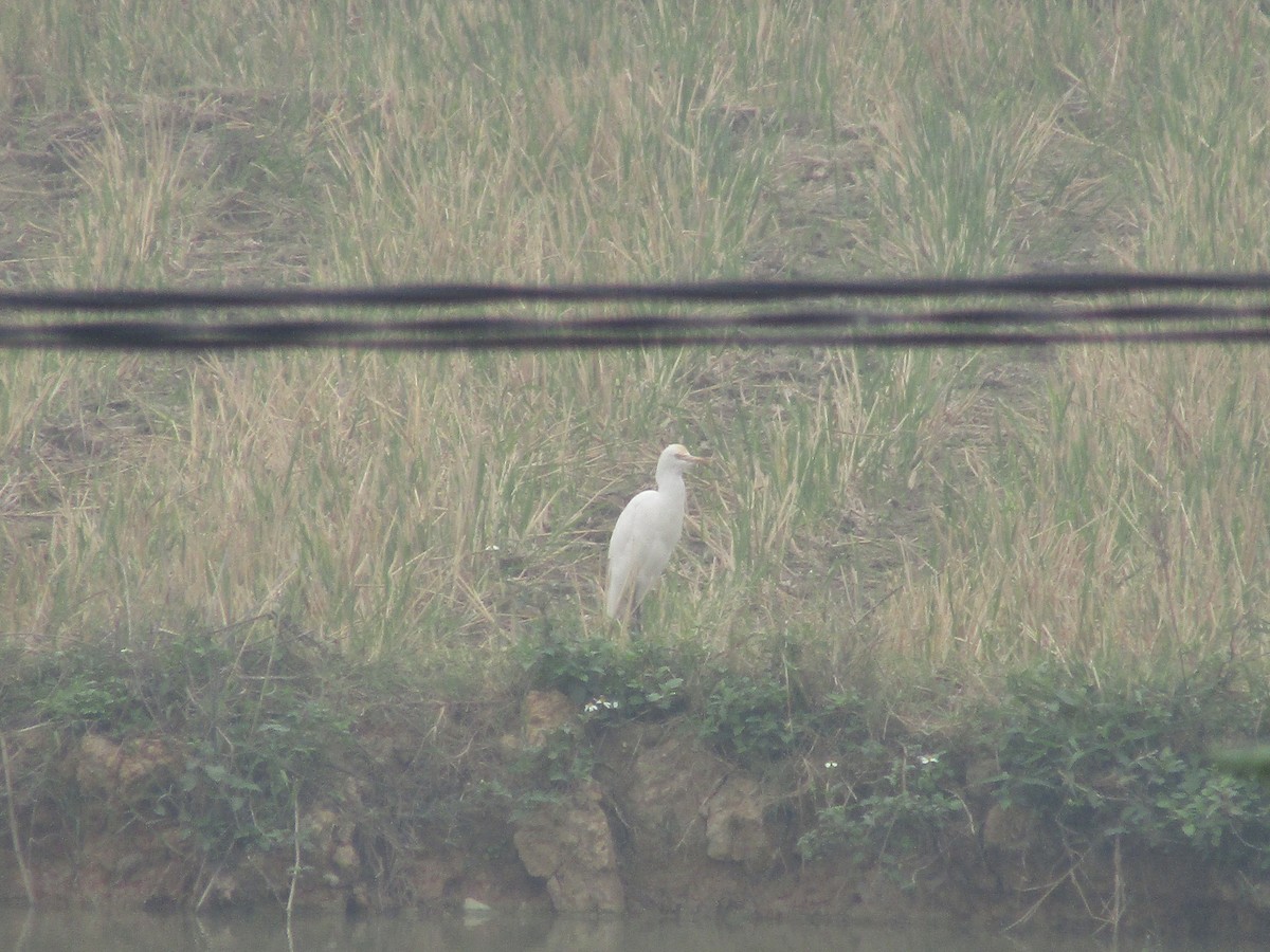 Eastern Cattle-Egret - ML646834144