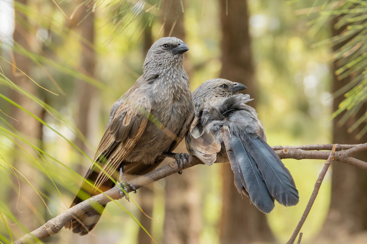 Apostlebird - ML646834145