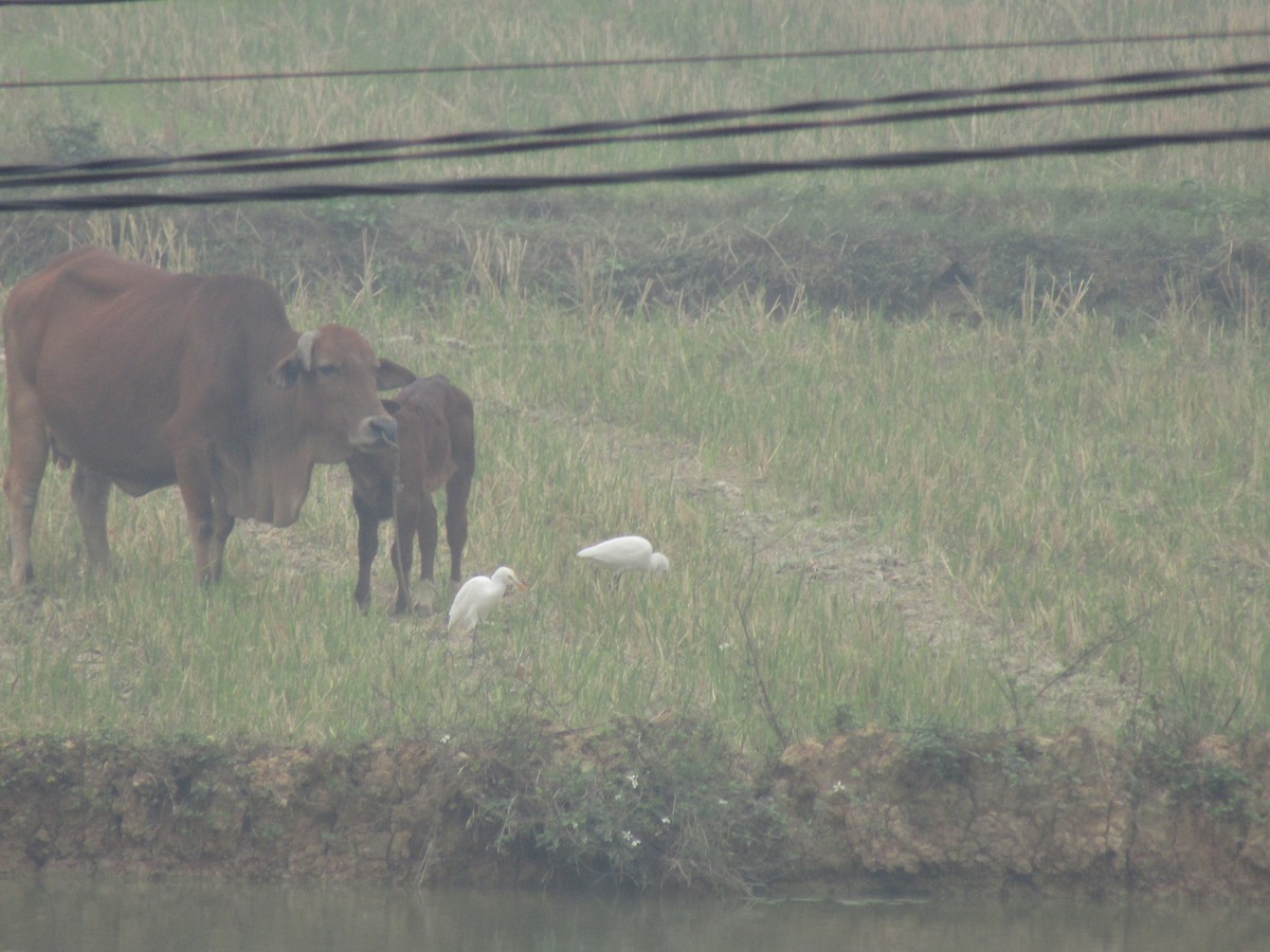 Eastern Cattle-Egret - ML646834146