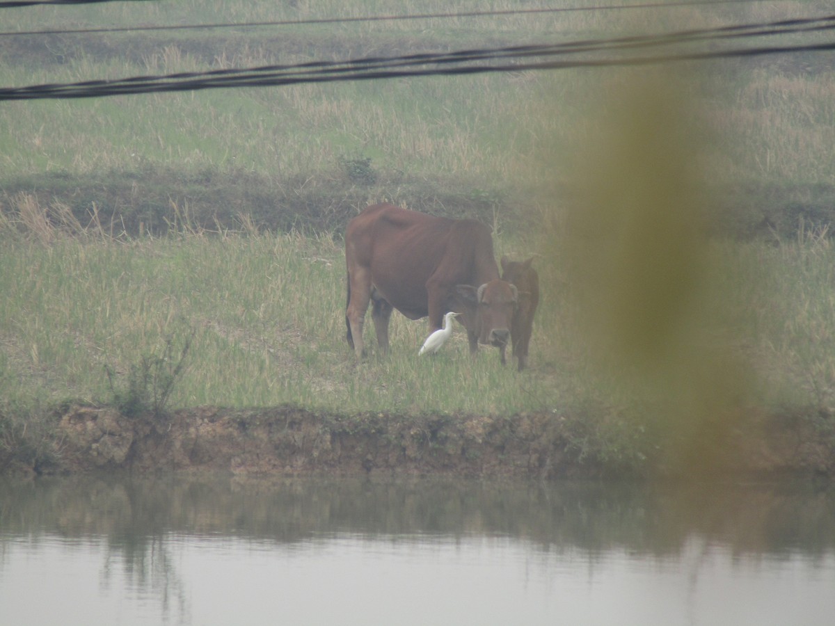 Eastern Cattle-Egret - ML646834147