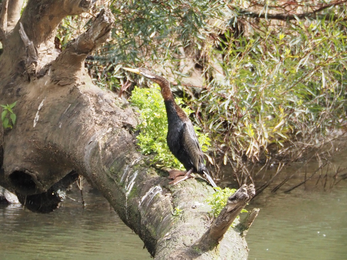 australslangehals - ML646834148