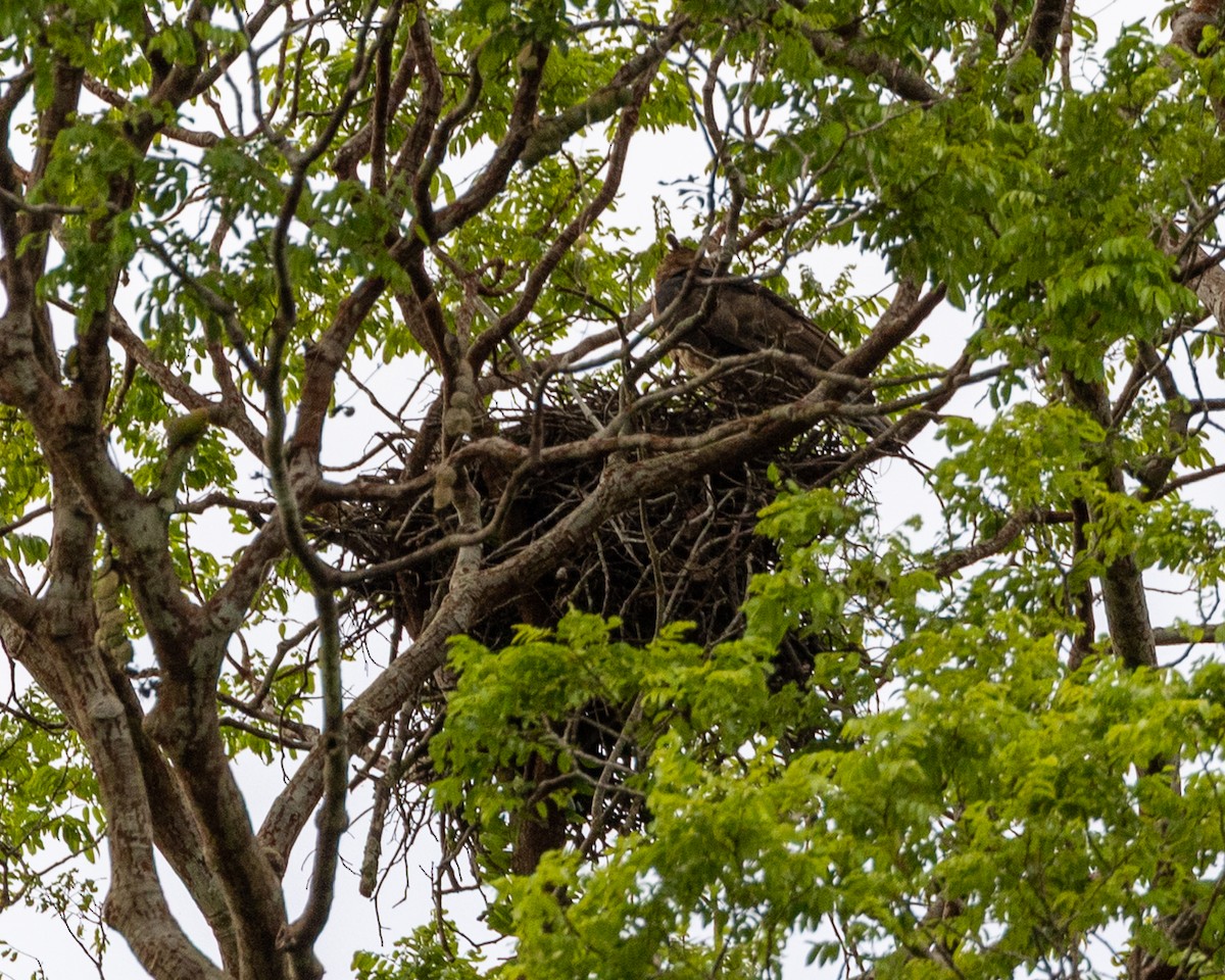 Wallace Atmaca Kartalı - ML646834149