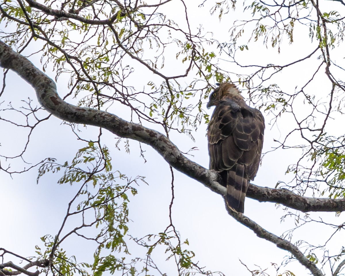 Wallace Atmaca Kartalı - ML646834150