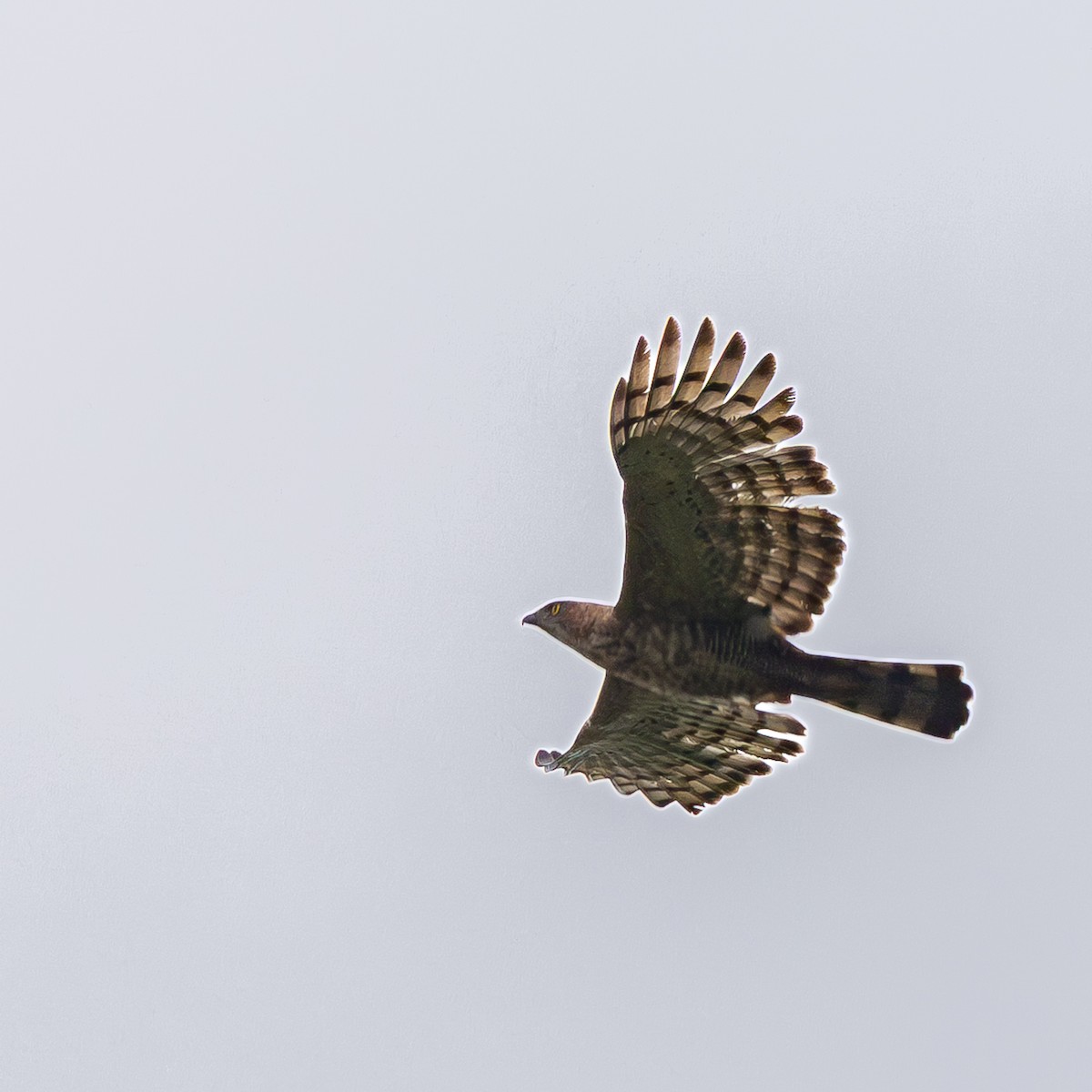 Wallace Atmaca Kartalı - ML646834151