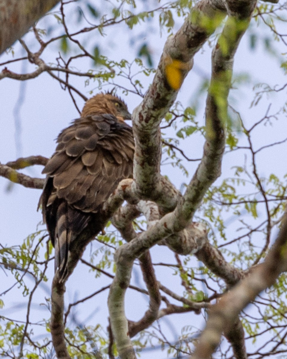 Wallace Atmaca Kartalı - ML646834152