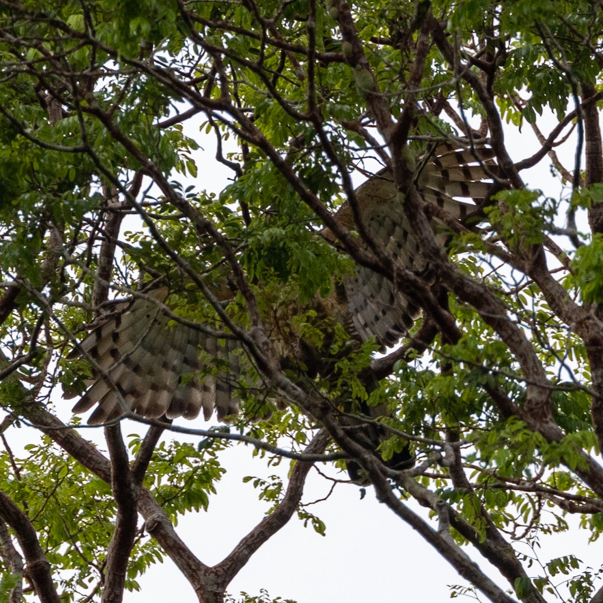 Wallace Atmaca Kartalı - ML646834153