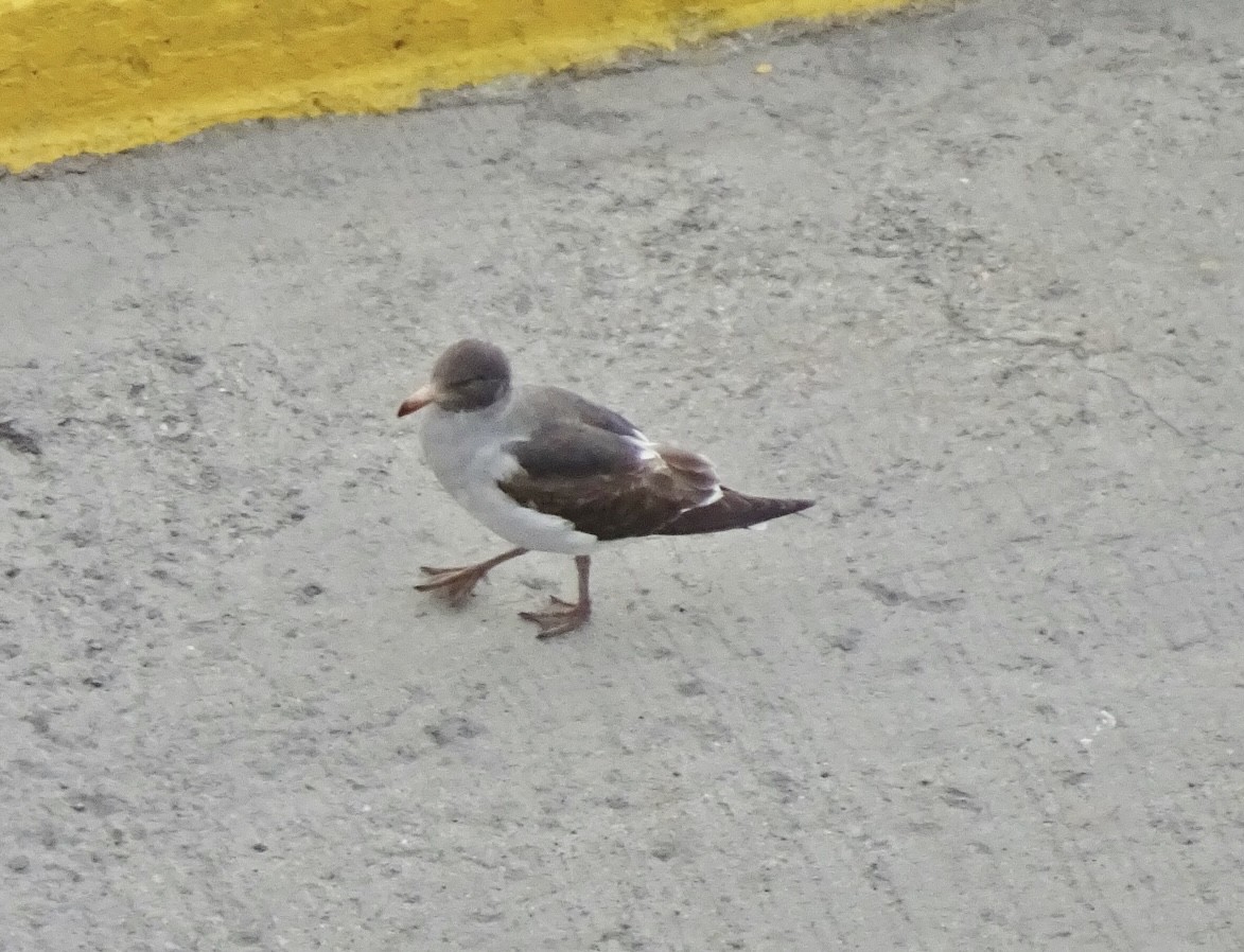 Goéland de Scoresby - ML646834154