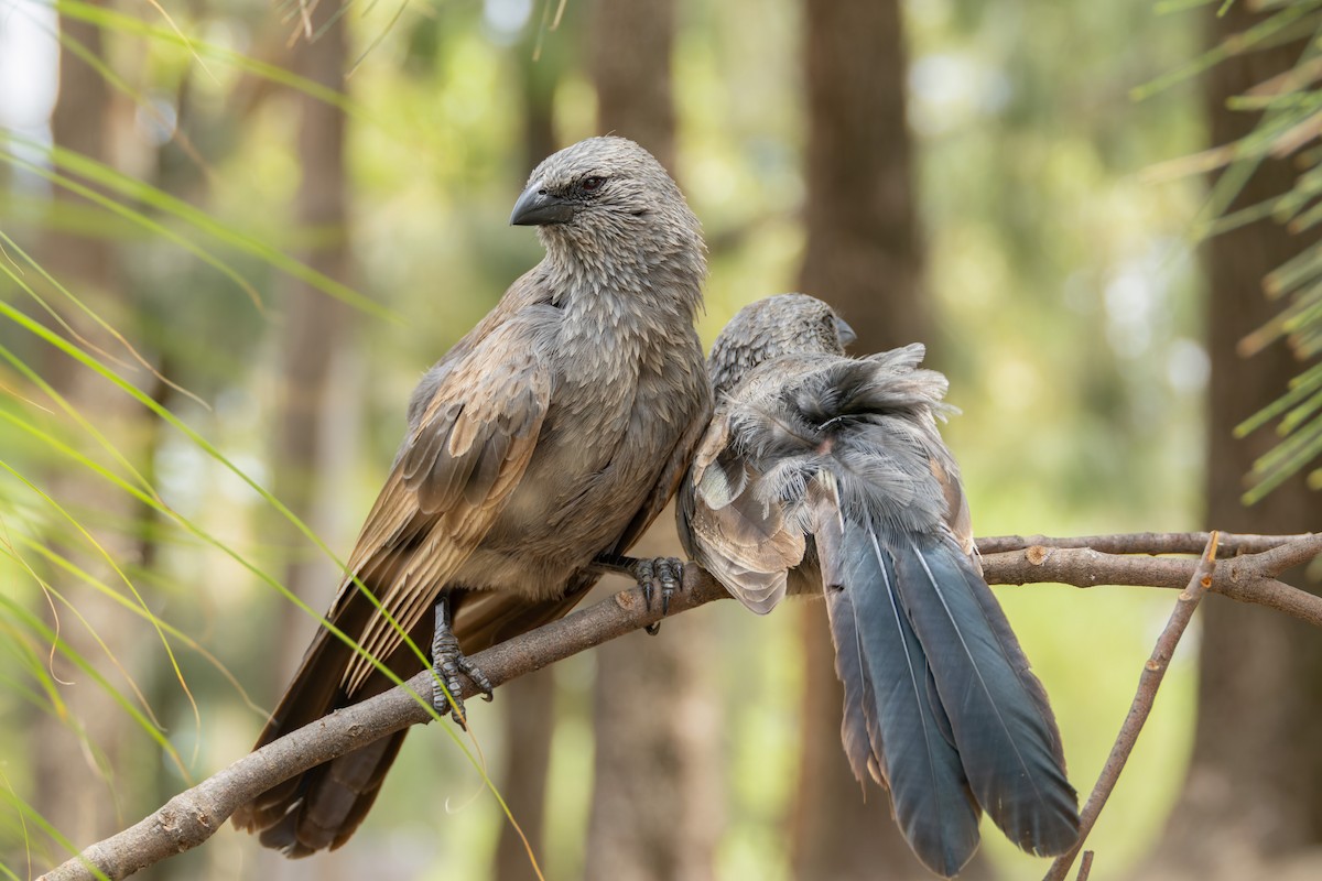 Onikikardeş - ML646834155