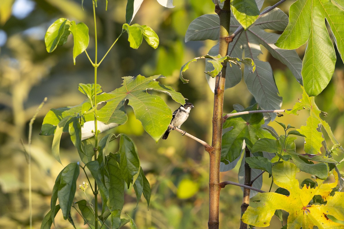 Wechselspelzer - ML646834157