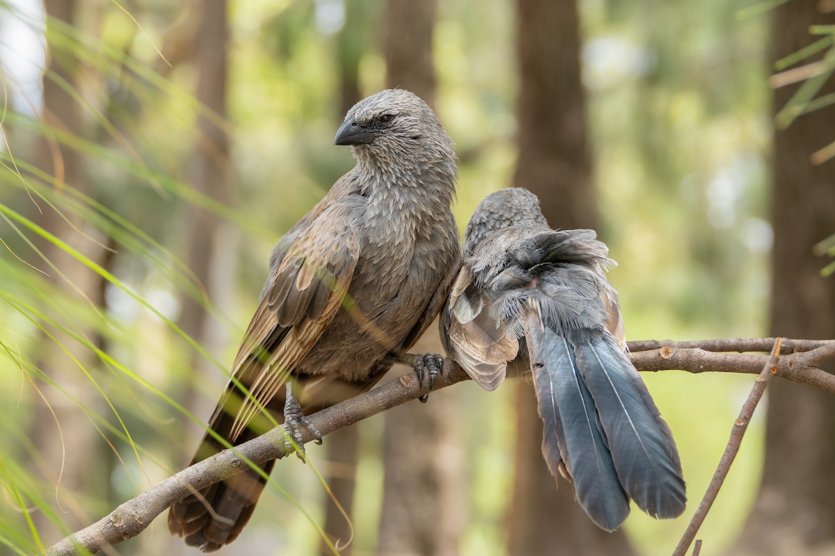 Onikikardeş - ML646834158