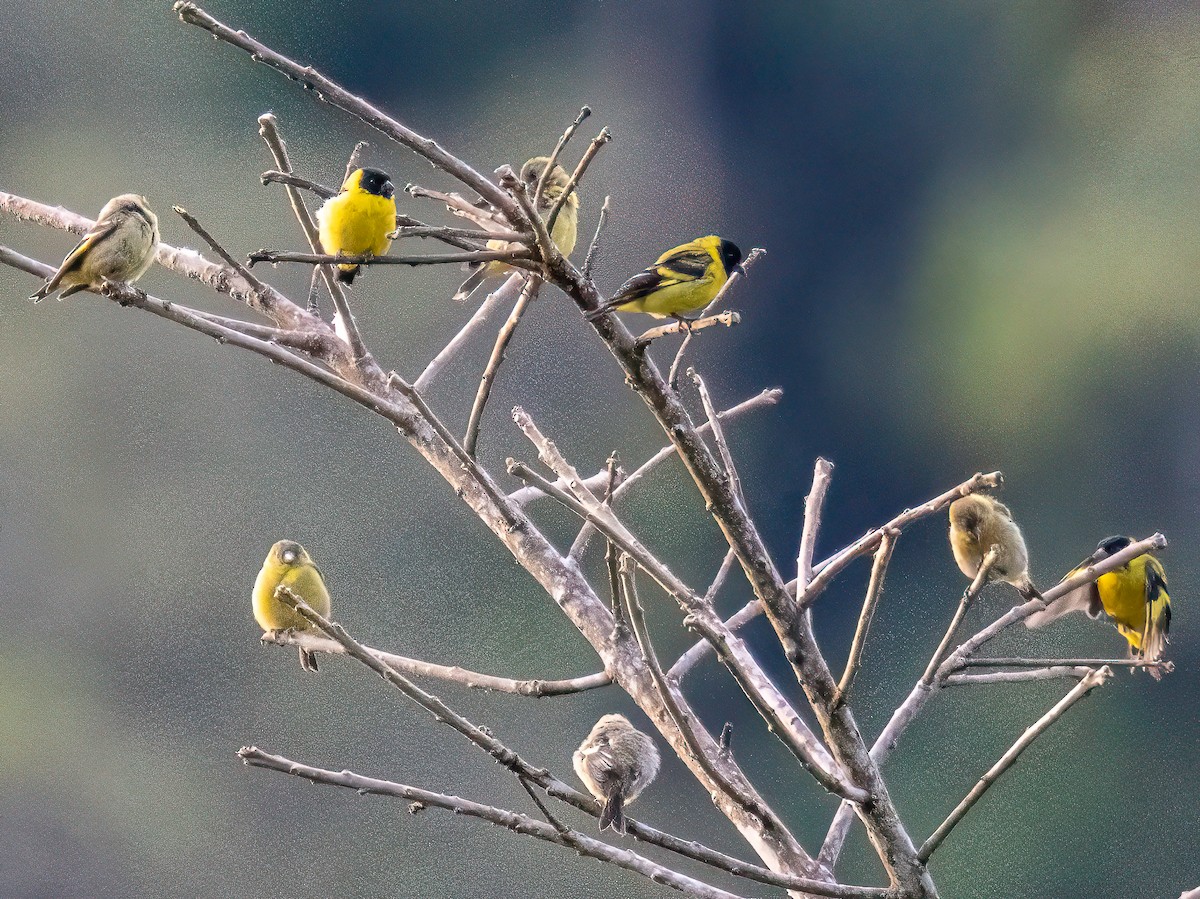 Zeytuni İskete - ML646834159