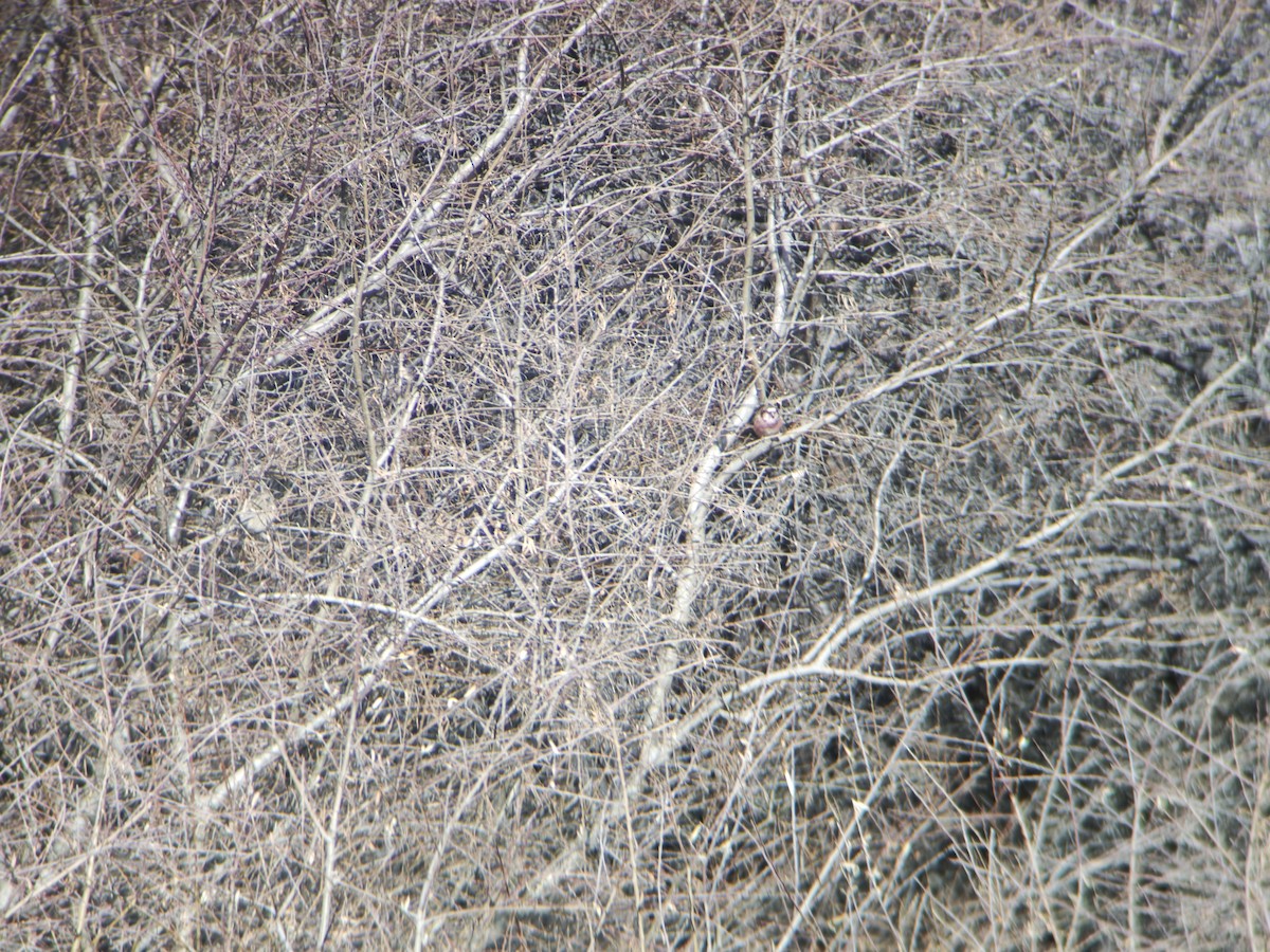 Uzun Kuyruklu Çütre - ML646834160