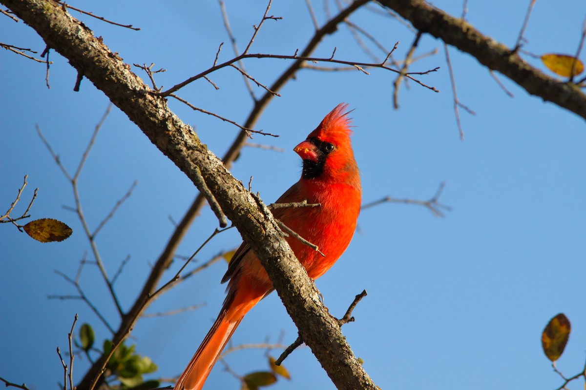 Kırmızı Kardinal - ML646834161