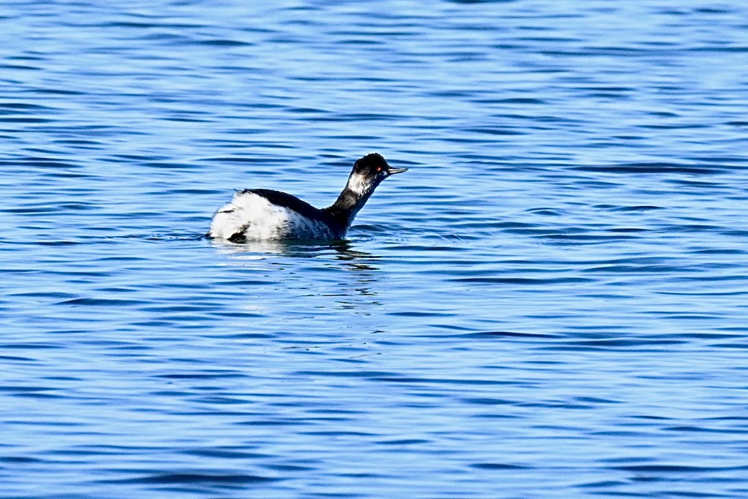 Grèbe à cou noir - ML646834162