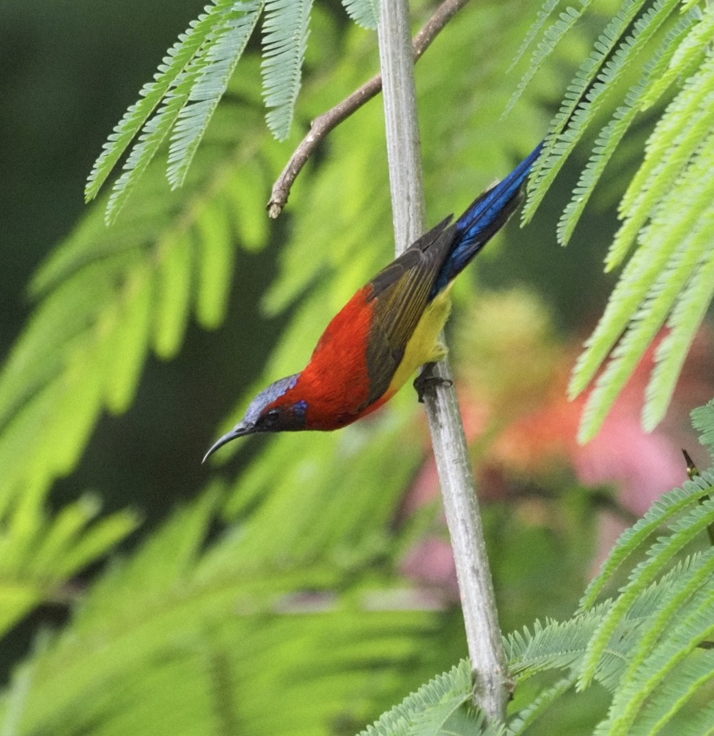 Gould Nektarkuşu - ML646834164