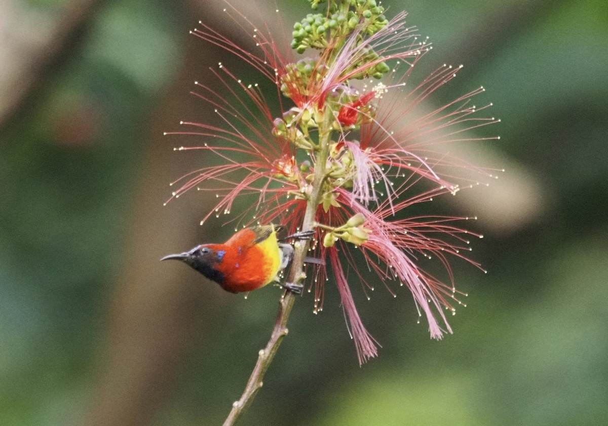 Gould Nektarkuşu - ML646834165