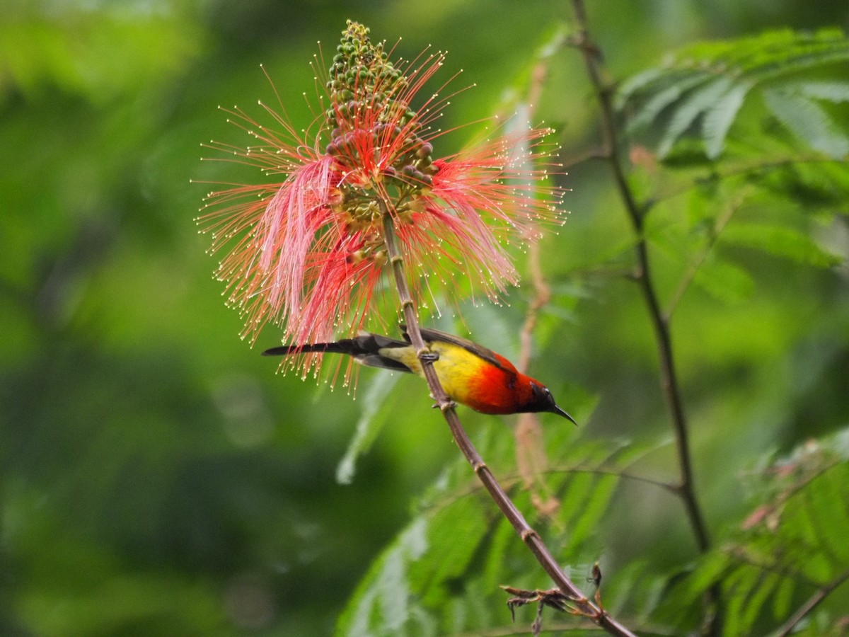 Gould Nektarkuşu - ML646834166