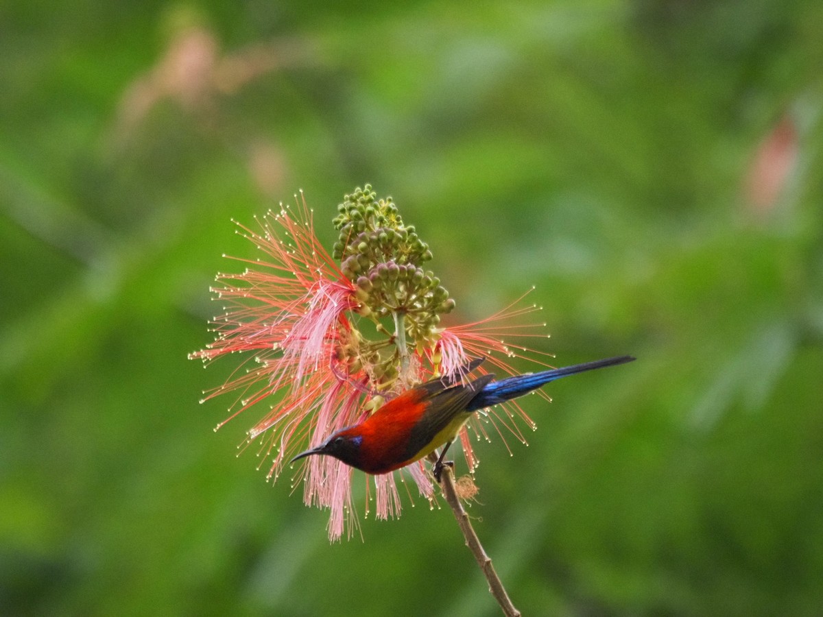 Gould Nektarkuşu - ML646834167