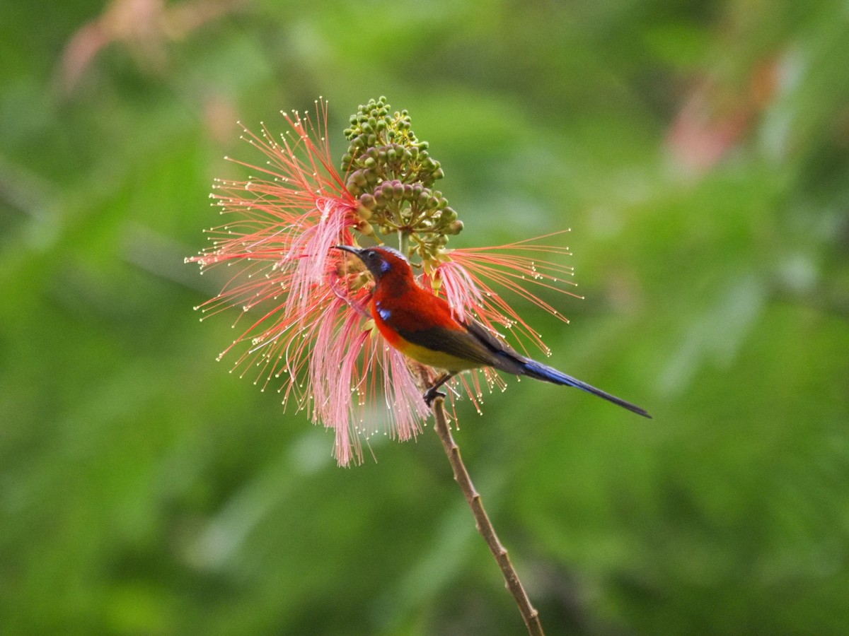 Gould Nektarkuşu - ML646834168