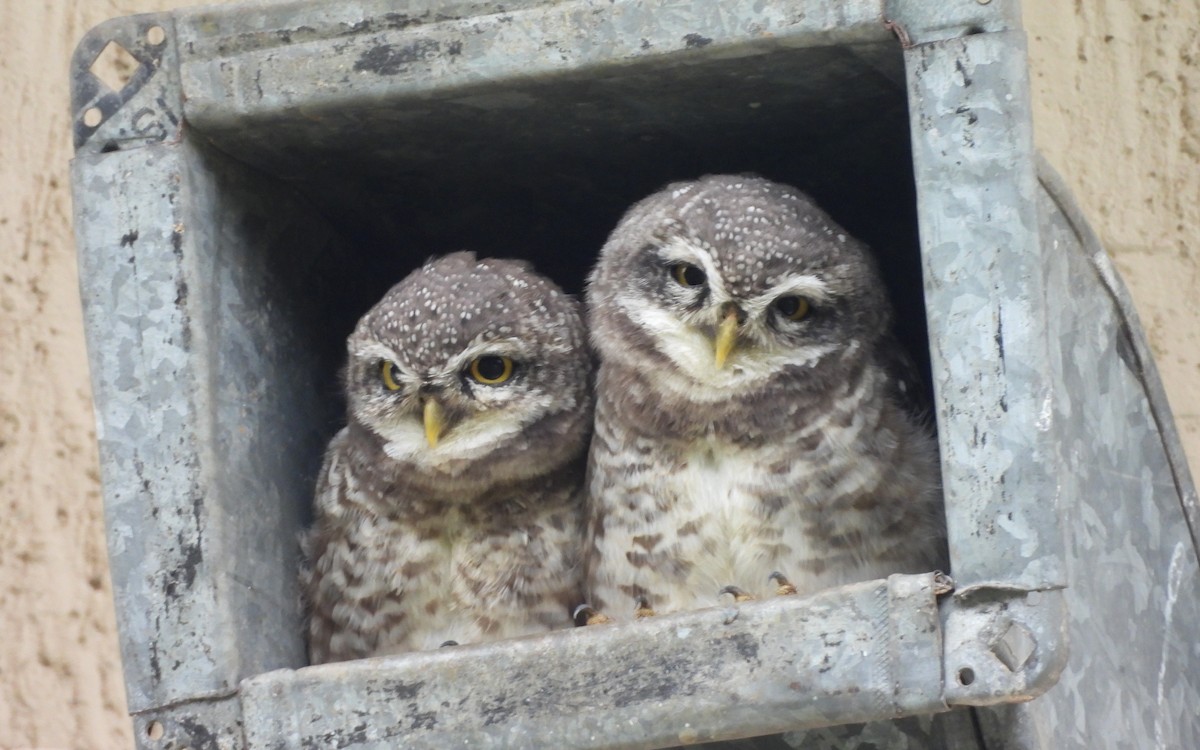 Spotted Owlet - ML646834170