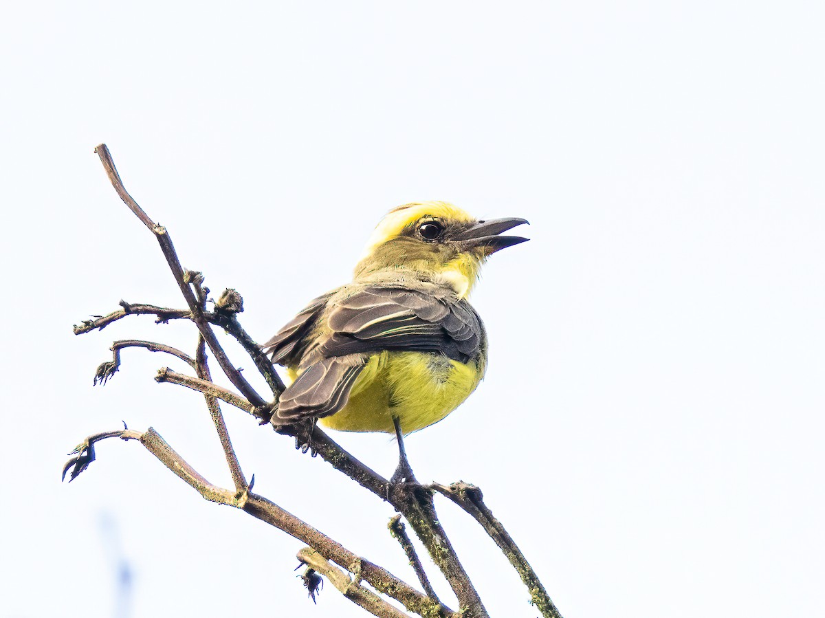 Limon Kaşlı Tiran - ML646834171